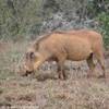 facocero SUD AFRICA 