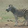 SUD AFRICA 