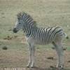 un piccolo di zebra SUD AFRICA 