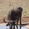  SUD AFRICA 