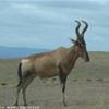 Eland SUD AFRICA 