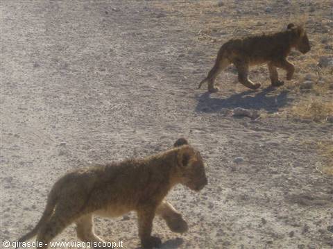 i nostri cuccioli