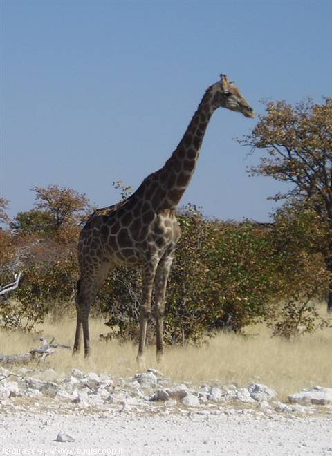 Giraffa all'Ethosa