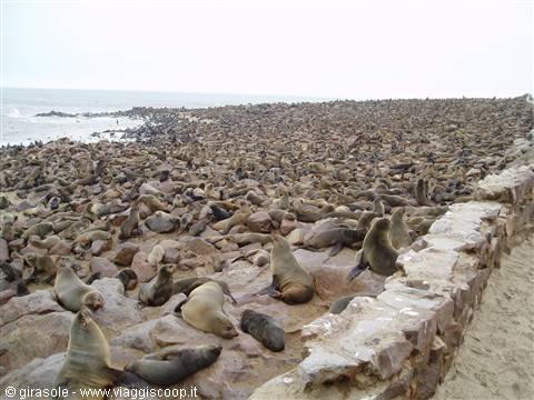 Colonia di otarie a Cape Cross