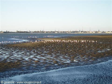 Fenicotteri a Walwis Bay