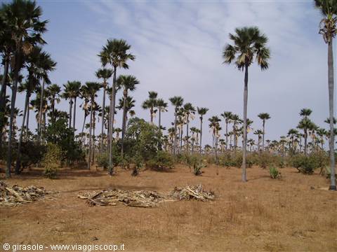 IL PAESE DEI BAOBAB