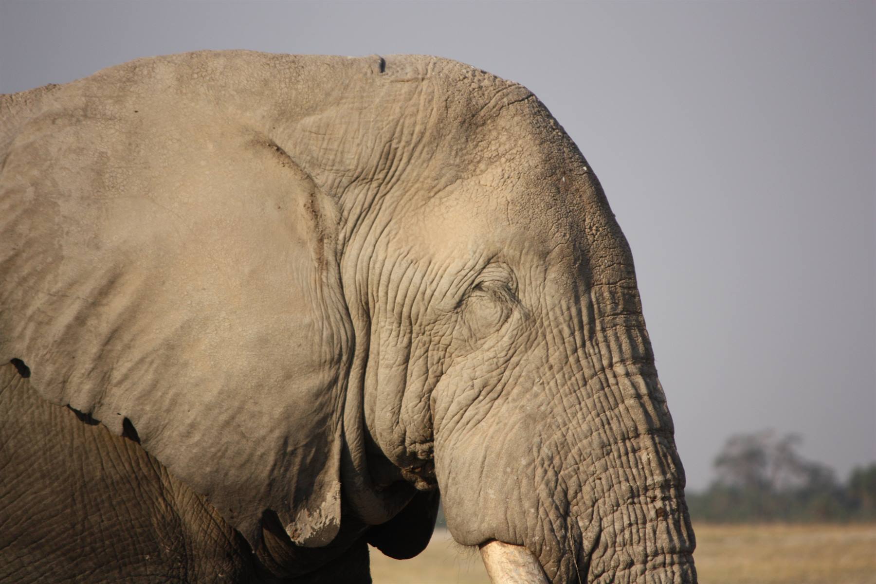 Amboseli