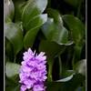 fiori REPUBBLICA DOMINICANA 