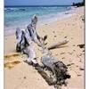 spiaggia REPUBBLICA DOMINICANA 