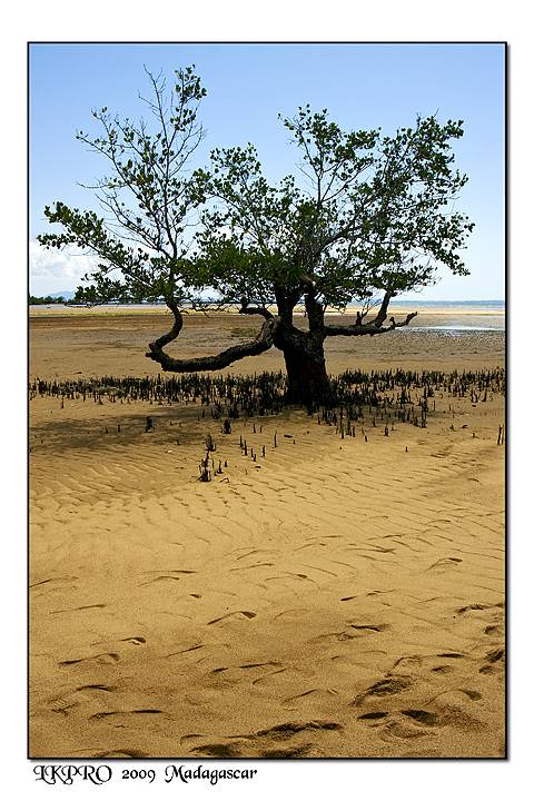 Particolari dal Madagascar