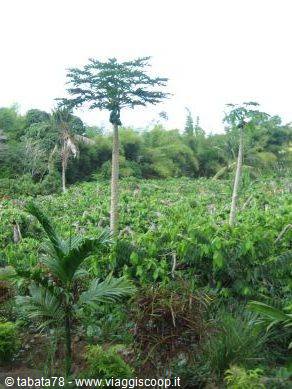 Tour dell'isola - distilleria ylang-ylang -