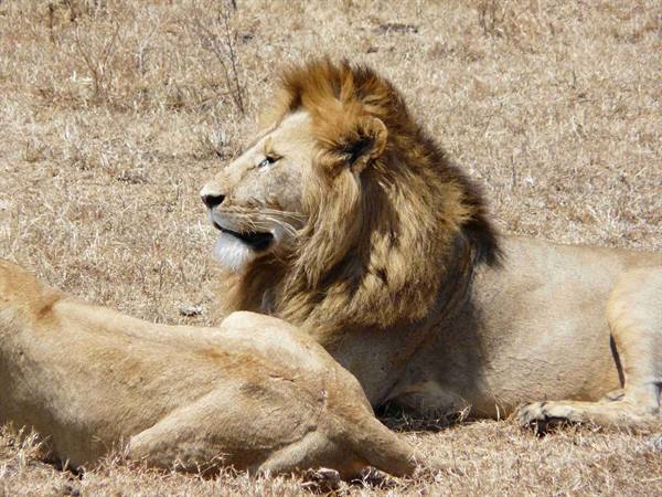 Il leone