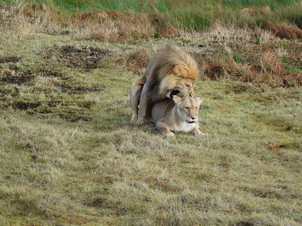 cosa fa il leone con la leonessa ?