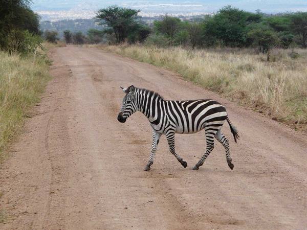la zebra
