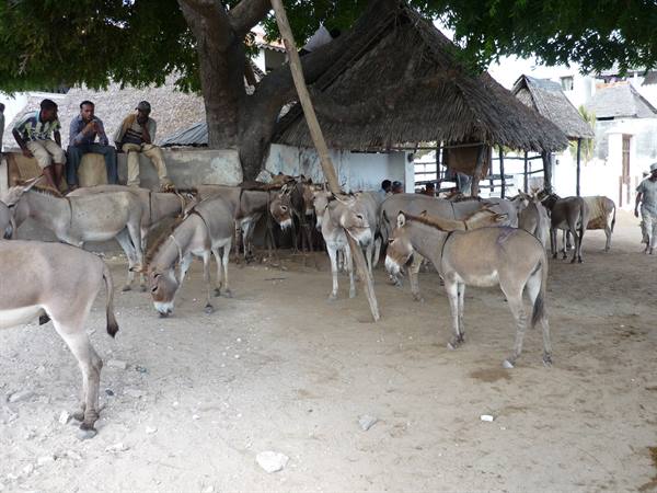 la grande ricchezza di Lamu