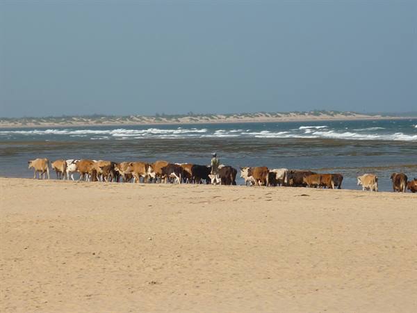 transumanza lungo la spiaggia di Mambrui