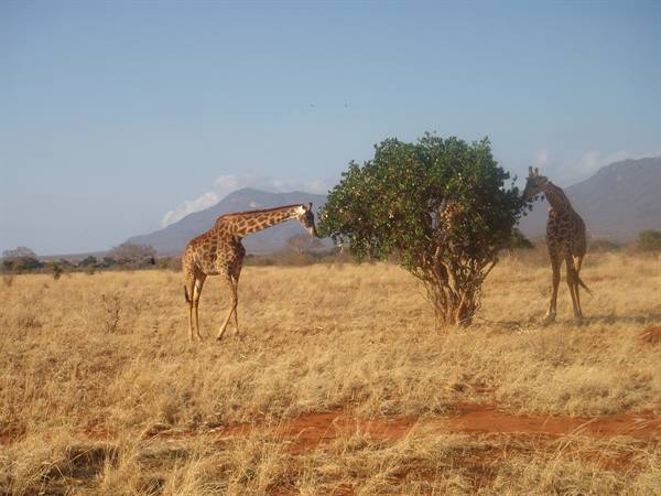 giraffa