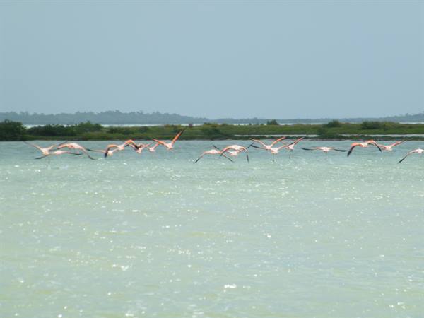 Biosfera Rio Lagartos