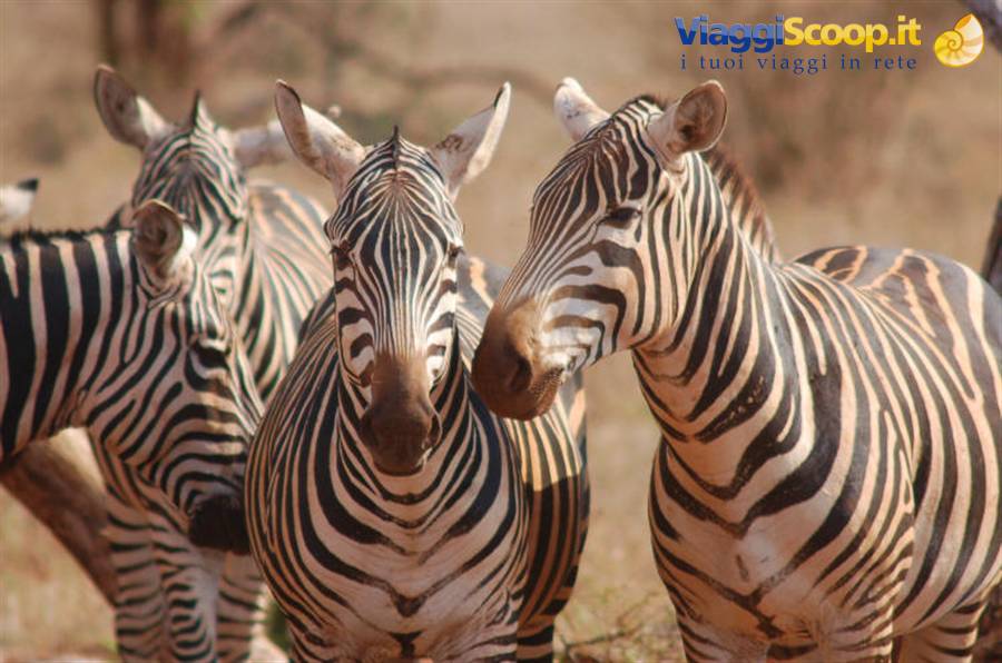 Foto di viaggio in KENYA
