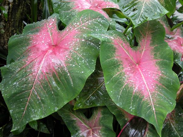GIARDINO BOTANICO KUALA LUMPUR