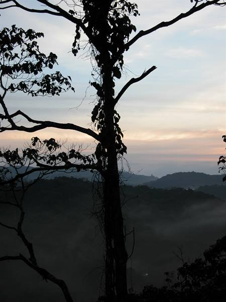 la nebbia a Cameron Highlands