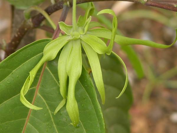 Giardino botanico nei pressi di Penang
