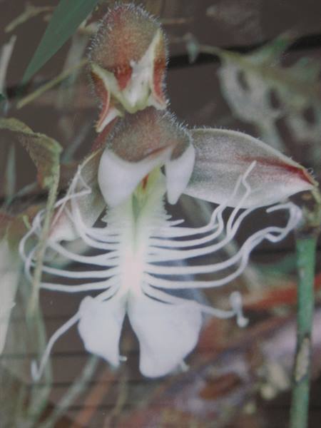Orchidea