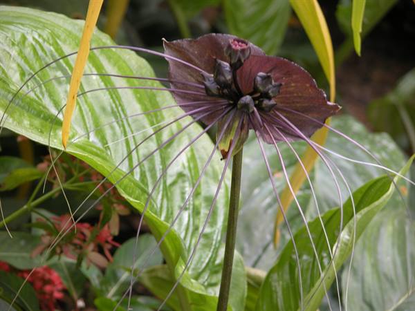Orchidea nera