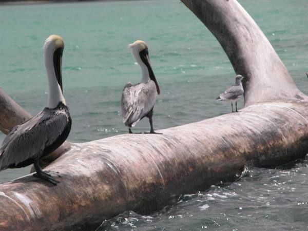 Pellicani