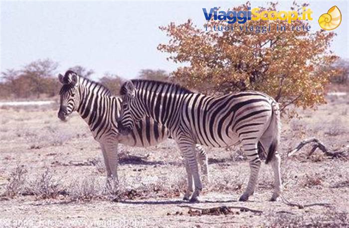 Zebre all'Etosha National Park