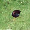 Esemplare di Gallinella REGNO UNITO 