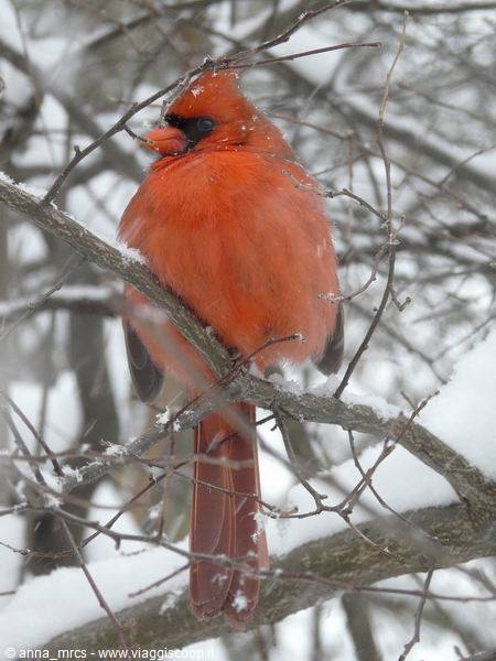 Northern cardinal -Central Park