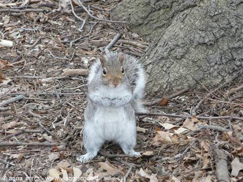 Scoiattolo-Central Park