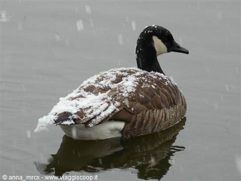 Canada goose -Central Park