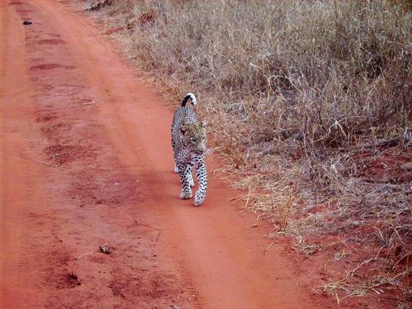 Leopardo