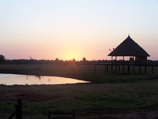 Alba nella Savana