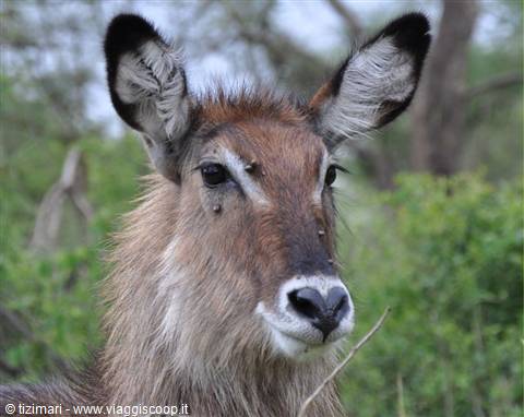 Waterbuck, Akagera NP
