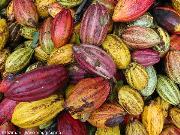 cacao
