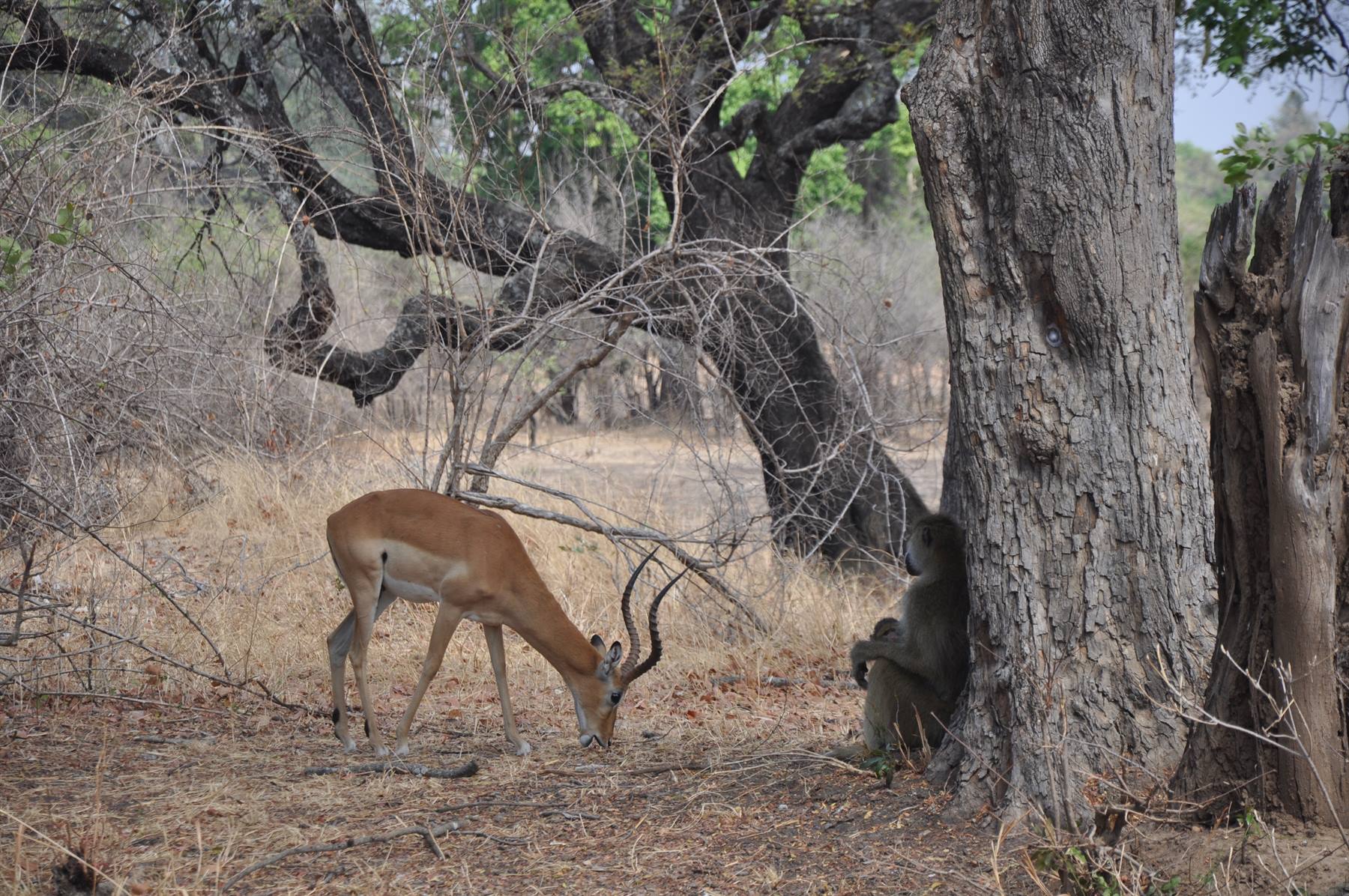 South Lwangwe National Park