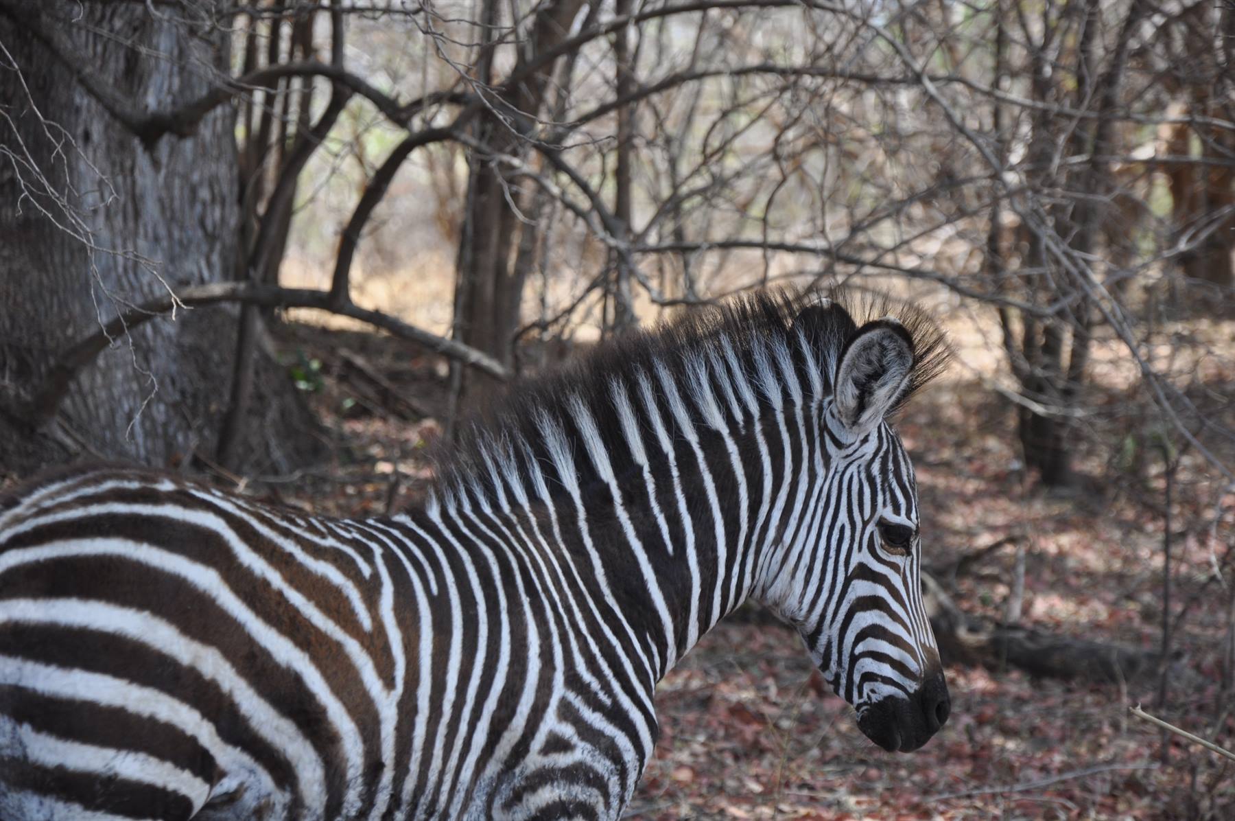South Lwangwe National Park