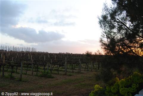 La regione vinicola di Conoowara