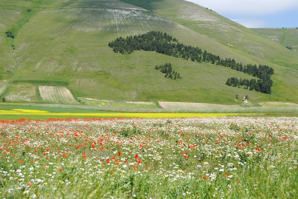 Santi Tartufo e Fiori