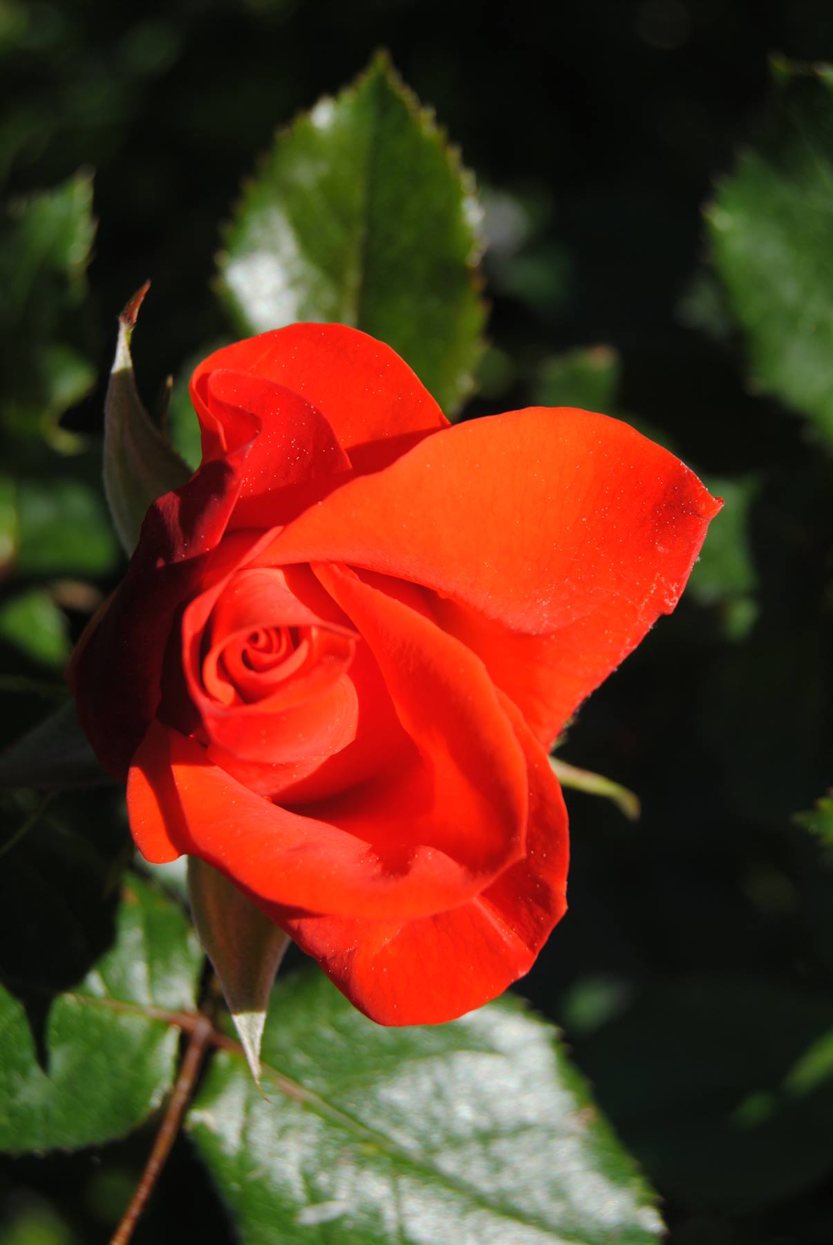 Rosa rossa in pieno sole tra foglie verdi