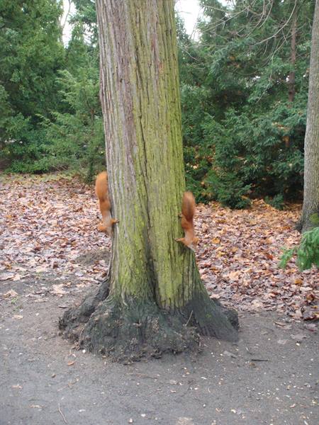Scoiattoli a Charlottenburg