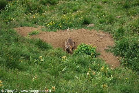 Giovane marmotta