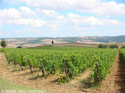 Cartoline dalla Val d'Orcia