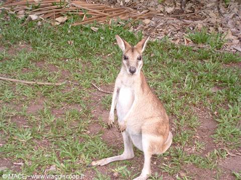 Wallaby