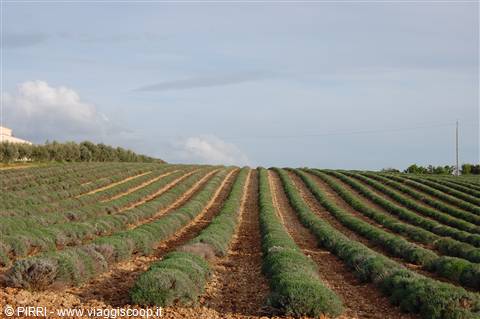 LAVANDA ANCORA VERDE