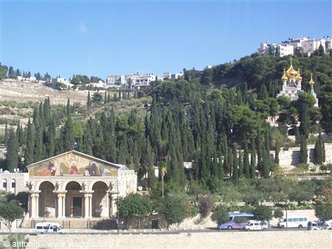 Orto dei Getzemani e Monte degli Ulivi