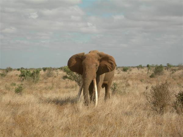 Safari Tzavo Est!